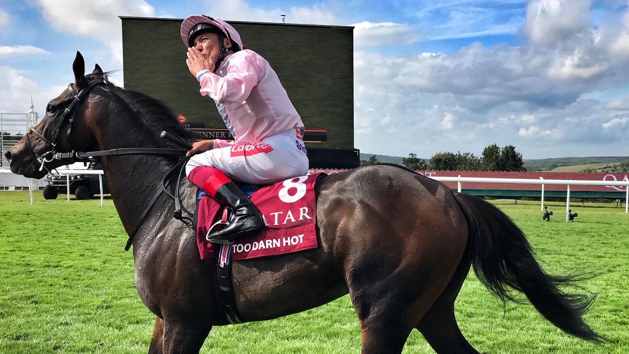 Sires Series: Too Darn Hot, not just a flicker
