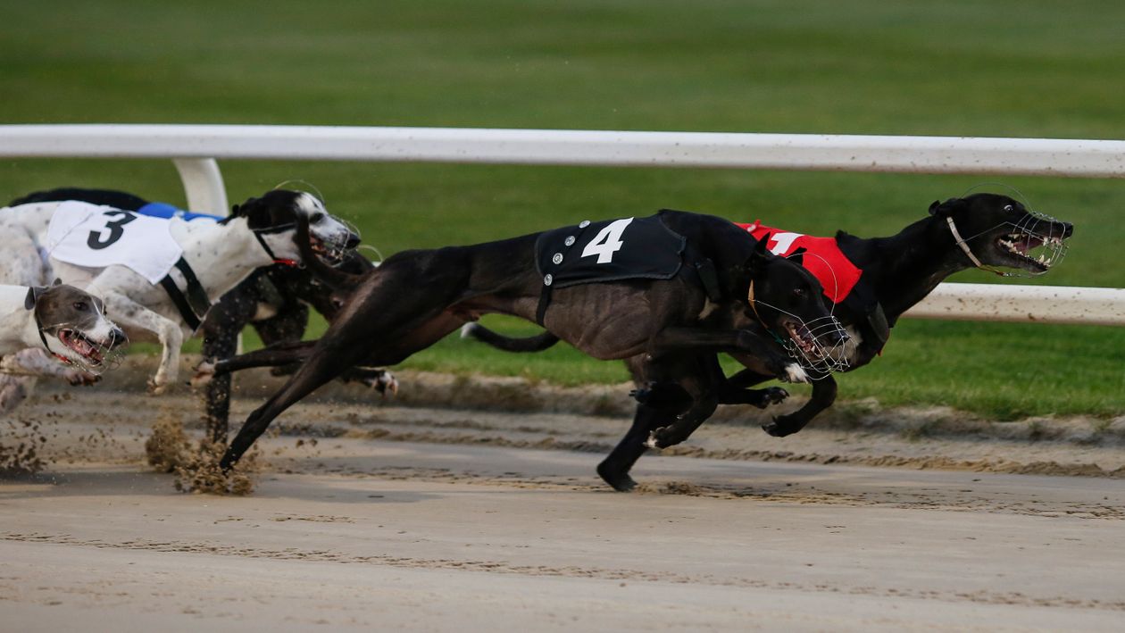 derby lane matinee greyhound betting