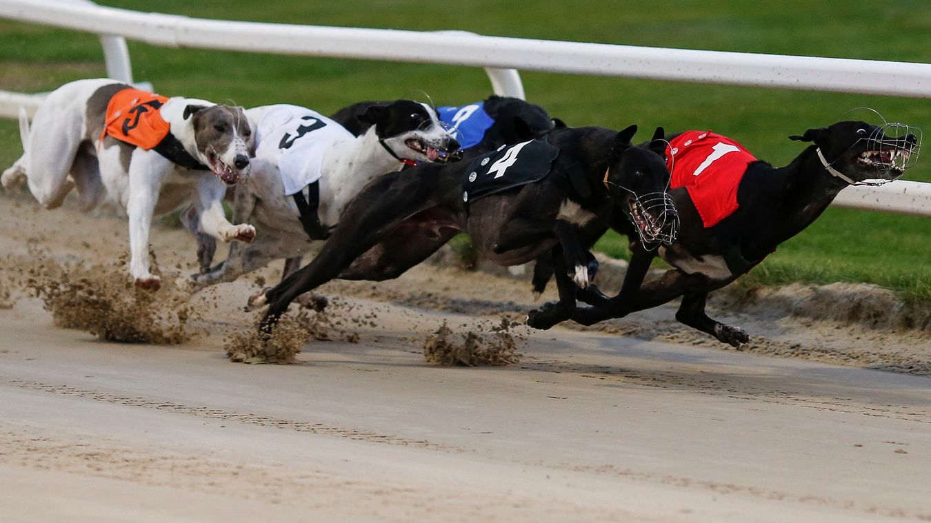 Free greyhound racing tips and selections for latest BAGS and live TV