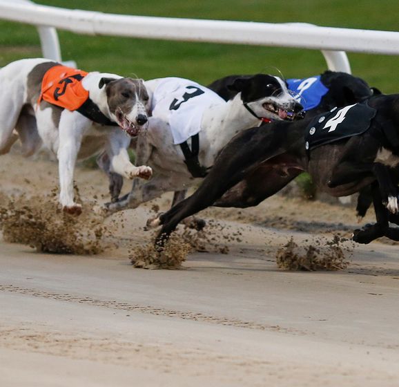 Free greyhound racing tips and selections for latest BAGS and live TV