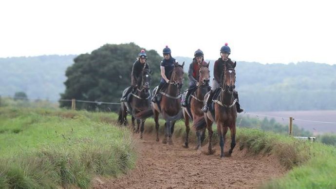 Horses prepare for work