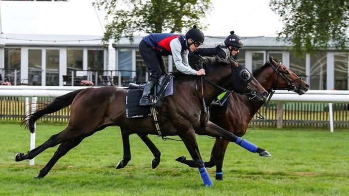 Artorius (nearside) working at Newmarket today