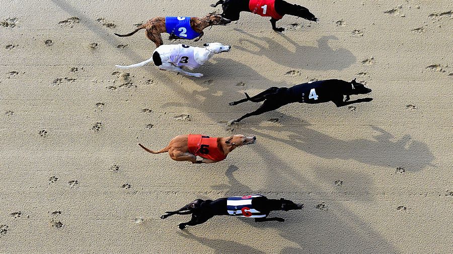 East anglian greyhound derby betting odds investing colors in photoshop cs6