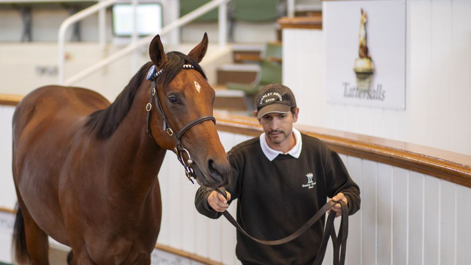 Night Of Thunder colt, Lot 1124