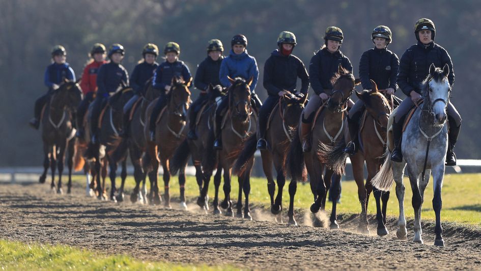 Horses on the gallops in Newmarket