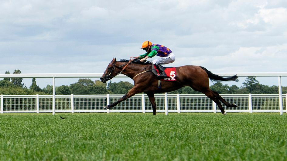 Lady Bowthorpe in splendid isolation at Ascot