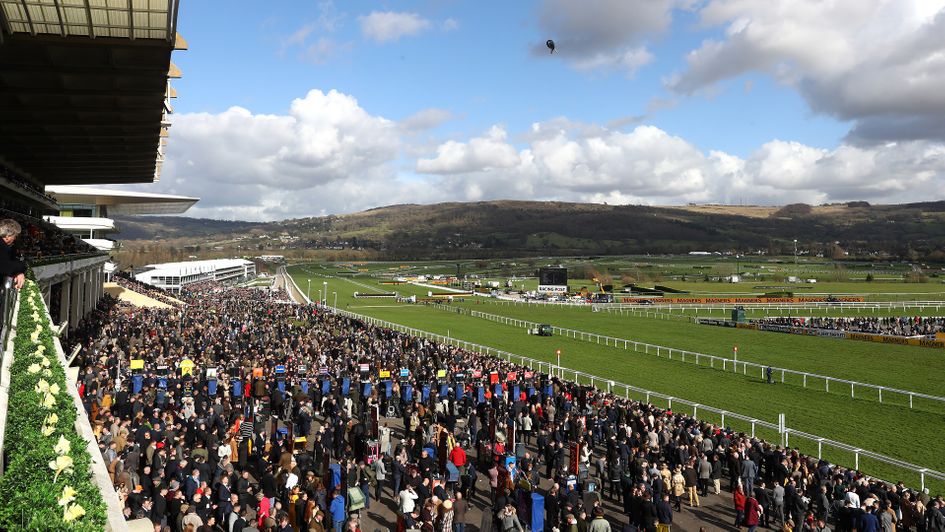 Which favourites should you take on at the Cheltenham Festival?