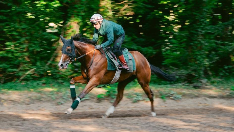Calandagan exercises on Tuesday morning (Courtesy of Ascot Racecourse)