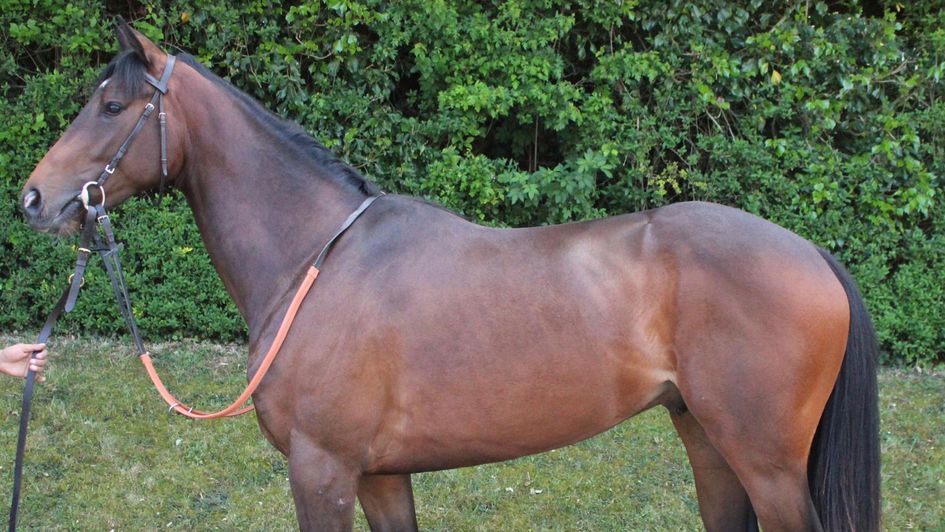 The Kodiac colt out of Sabi River