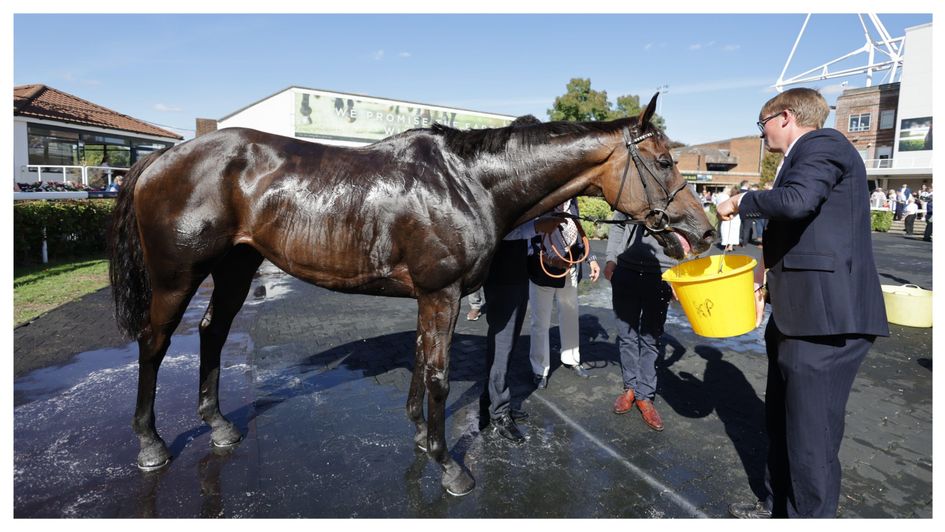 Constitution Hill has a drink after the September Stakes