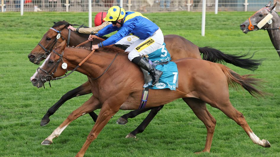 Plage De Havre (nearside) gets the better of French Duke in a photo