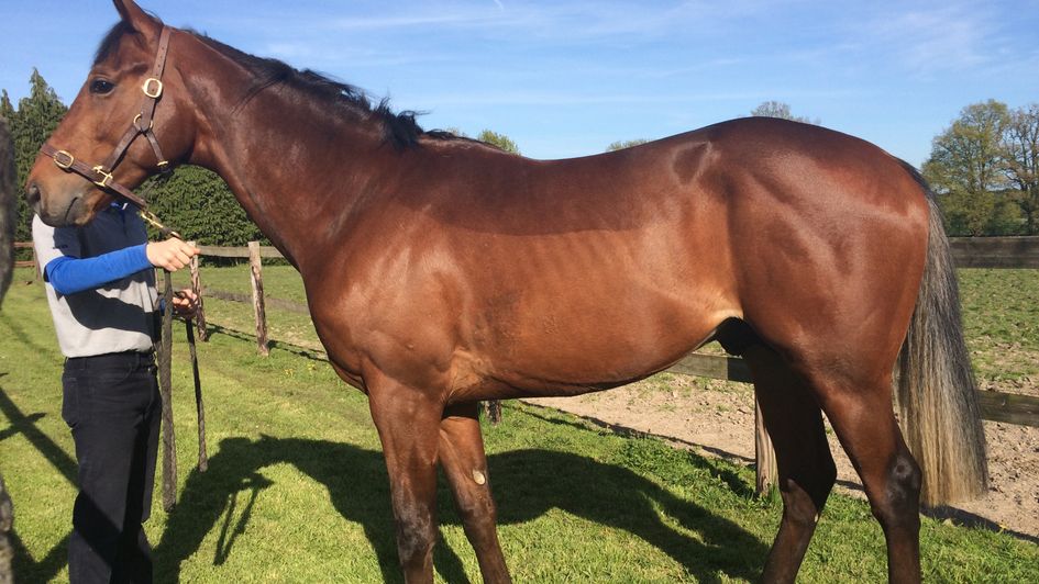 Irishcorrespondent in France as a 2YO where he got very sick