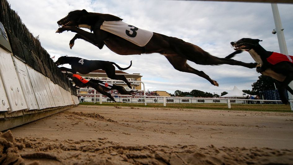 The runners take the last in the Champion Hurdle