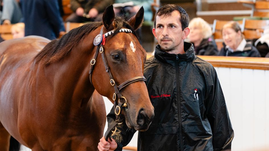Lot 189 - another Godolphin purchase (Tattersalls.com)