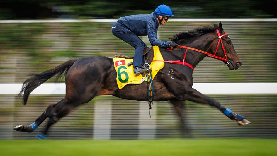 Top sprinter Lucky Sweynesse stretches out on Monday morning (Alex Evers for HKJC)