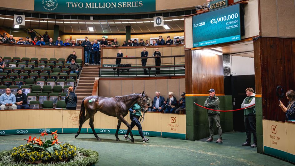 The No Nay Never filly who cost Coolmore 1.9m euros (Copyright Sarah Farnsworth)