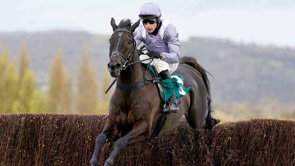 My Drogo - heads back to Cheltenham