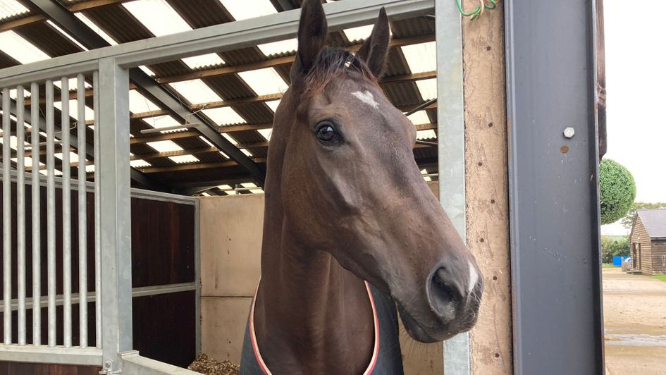 JPR One in his stable at the Tizzard yard