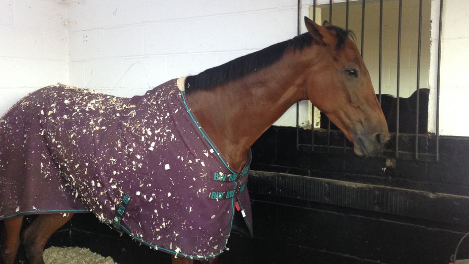 La Bague Au Roi stands tall in her stable