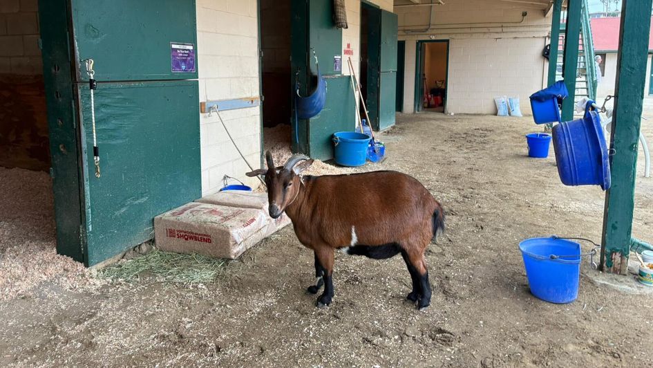 Brownie the GOAT at Del Mar