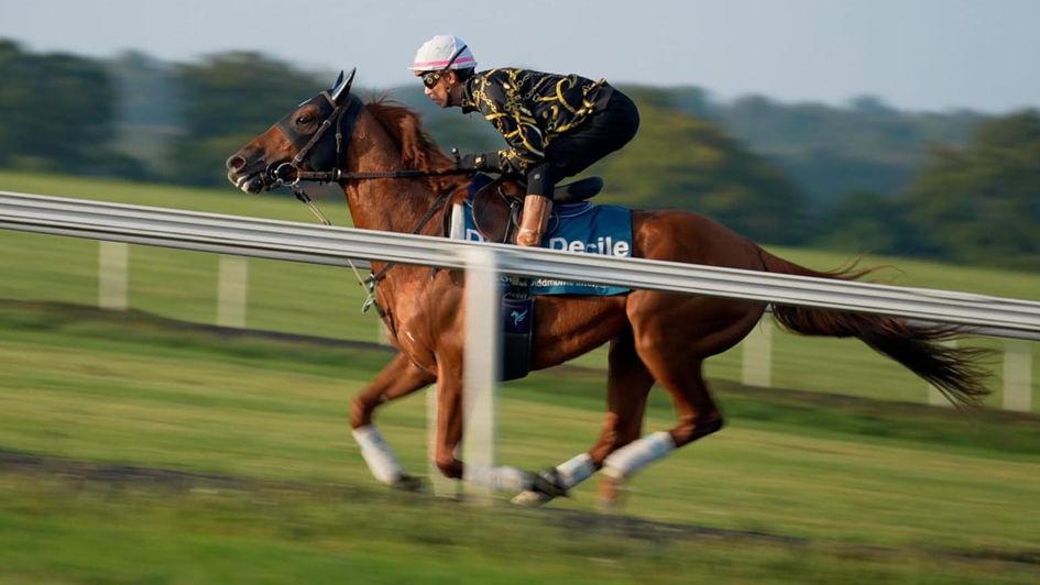 Danon Decile works in Newmarket (courtesy of York Racecourse)