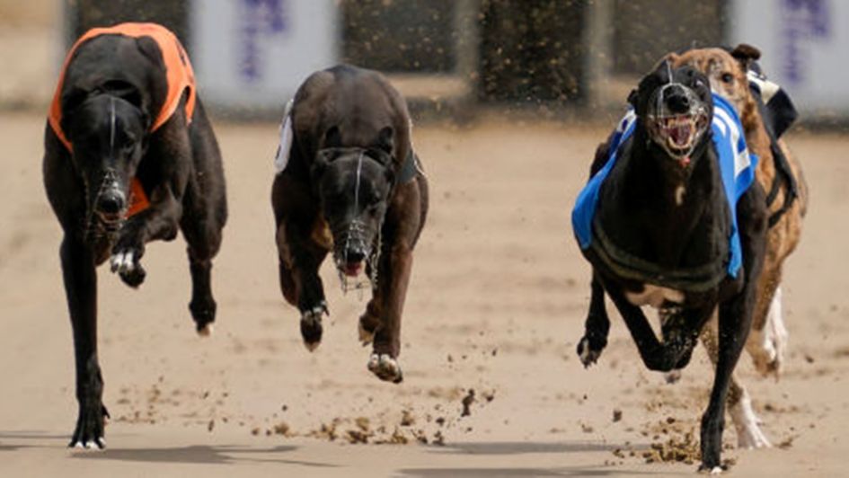 english greyhound racing
