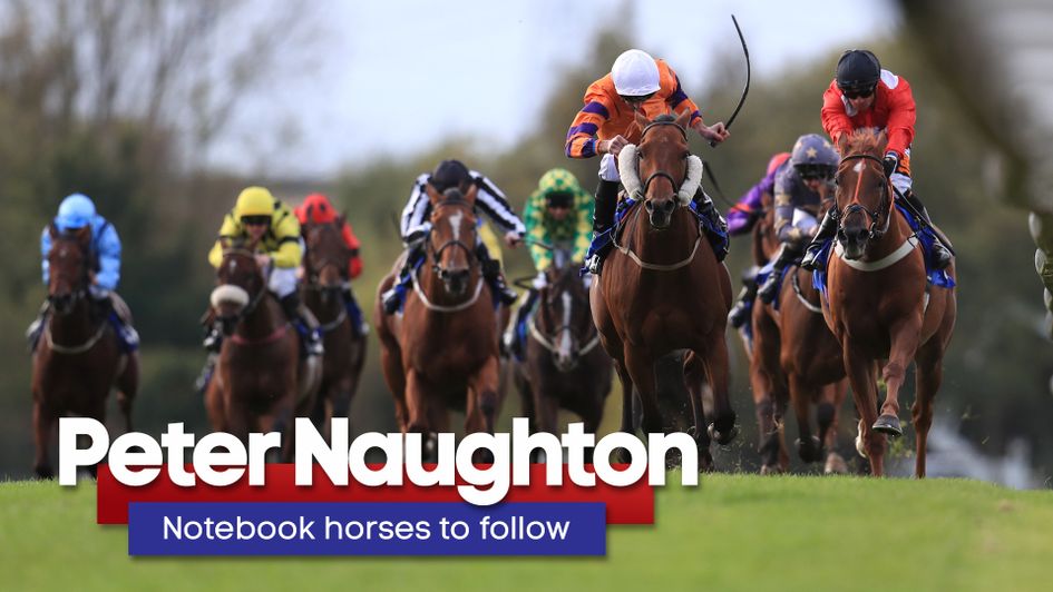 Peter Naughton with horses to add to your My Stable tracker