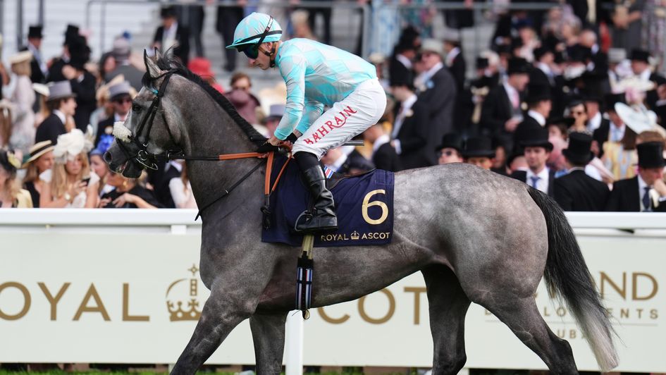 Binhareer - Ayr Gold Cup favourite
