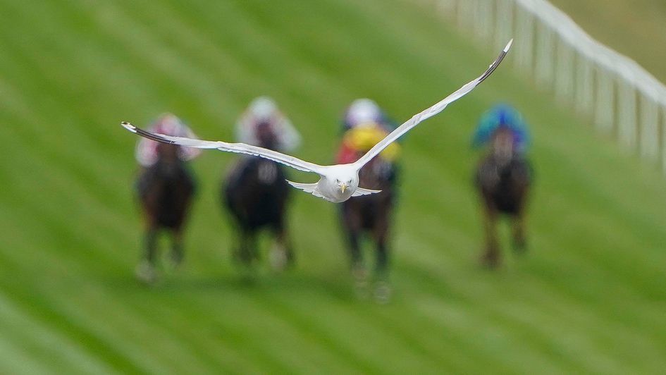 Alan Crowhurst's image of a seagull flying ahead of the field at Brighton (Getty Images)
