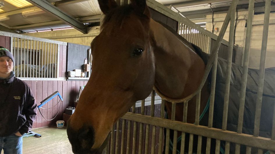 Edwardstone pictured in his stable at Alan King's yard