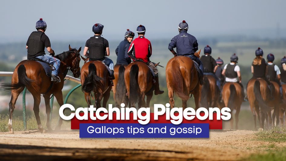 Latest tips from around the major training centres