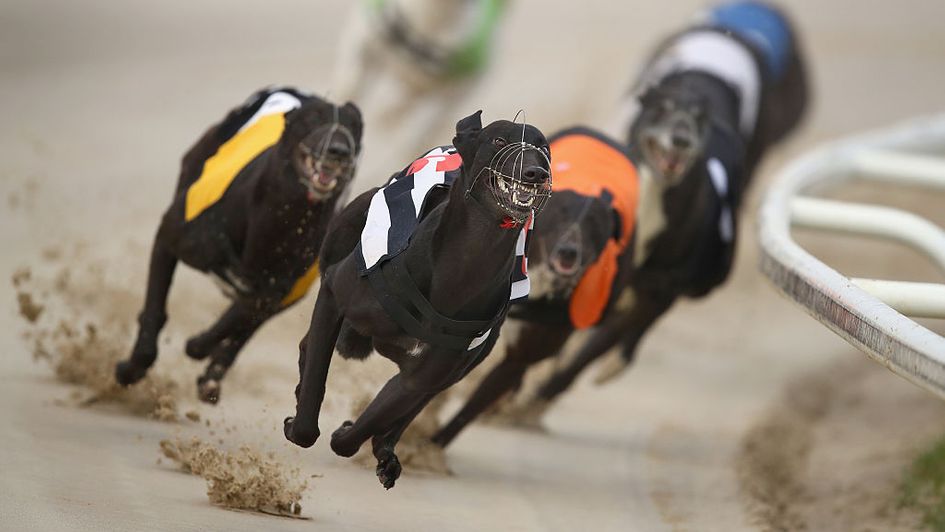 Towcester stages the Greyhound Derby semi-finals this Saturday night