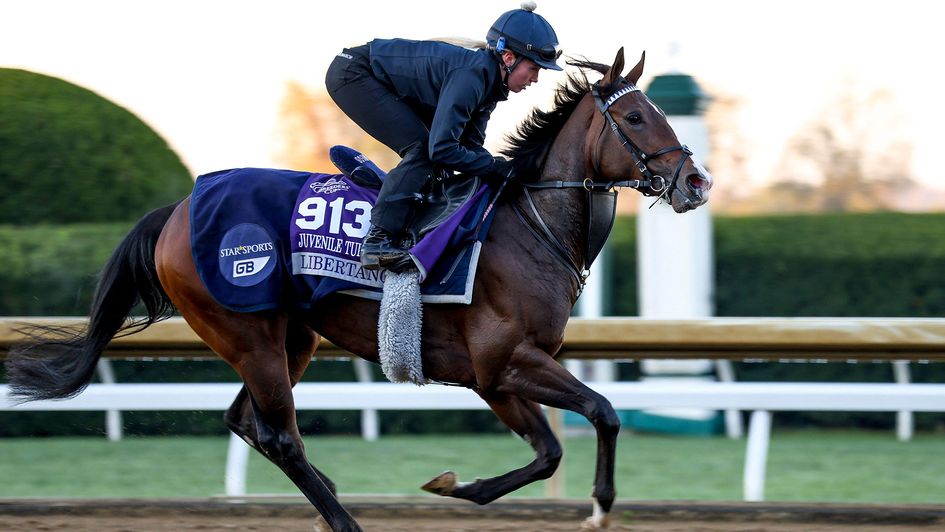 Libertango limbering up for the Breeders' Cup Juvenile Turf Sprint