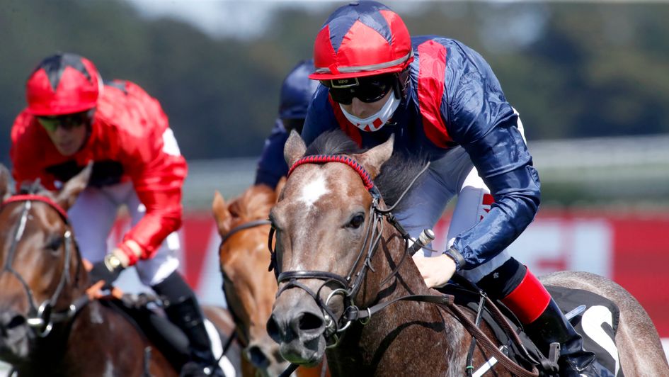 Steel Bull - favourite for the Phoenix Stakes