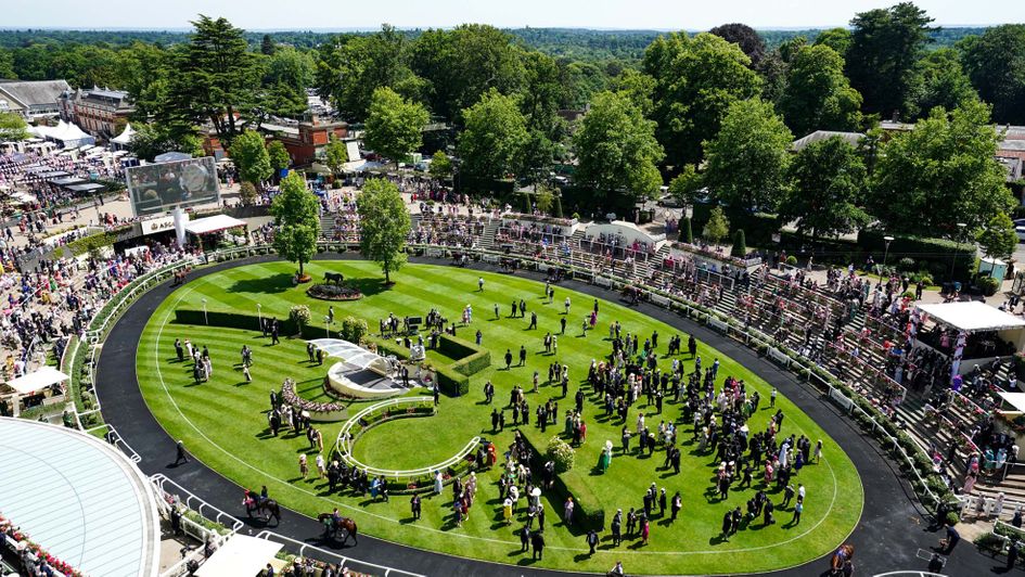 The parade ring at Royal Ascot