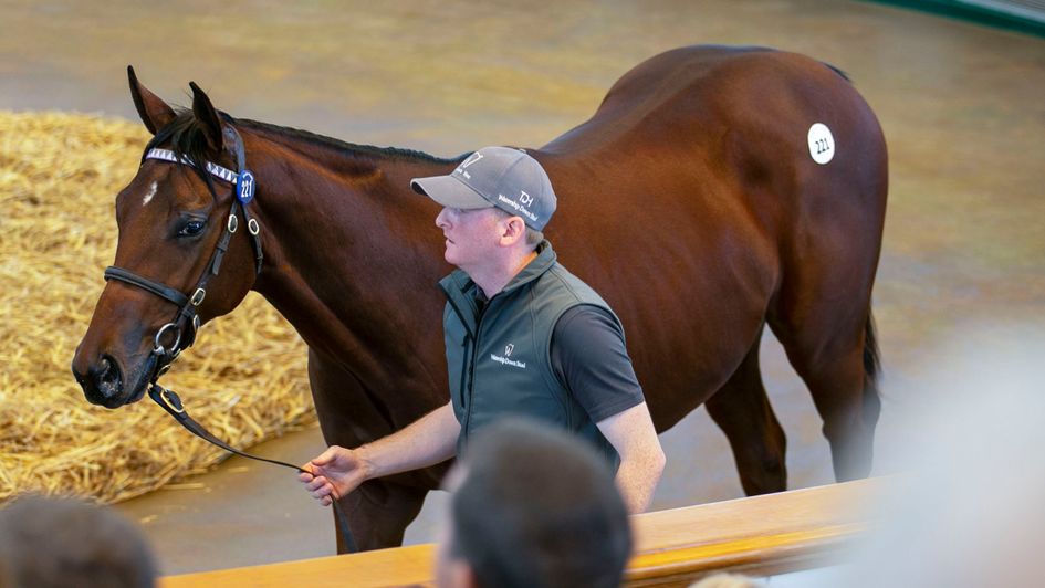 The record-breaking son of Frankel in the sales ring (www.tattersalls.com)