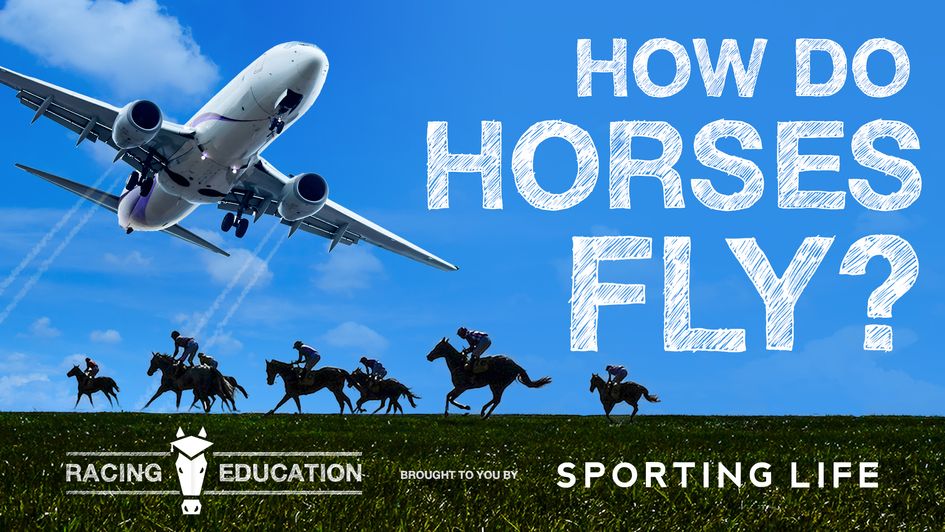 Racing Education video Flying horses to the Breeders' Cup