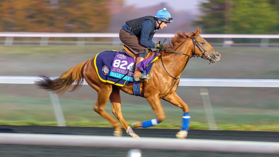 Breeders' Cup Juvenile Turf hope Sale Shark