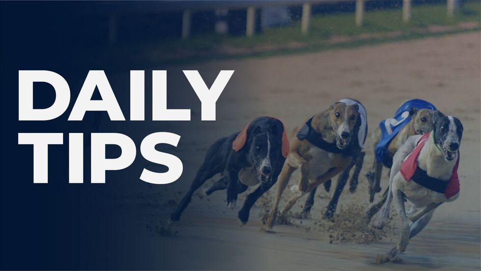 Check out our daily greyhounds preview and tips