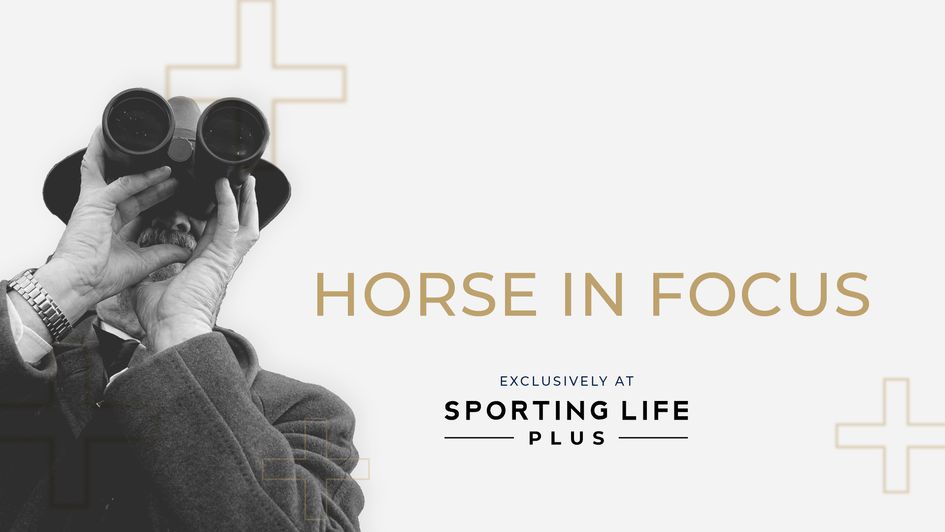 Horse in Focus Eyecatcher