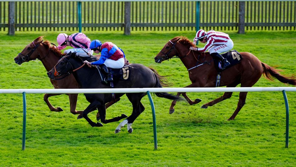 Swiss Lightning edges home at Newmarket