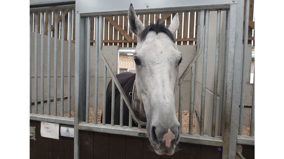 Bad in his stable at home