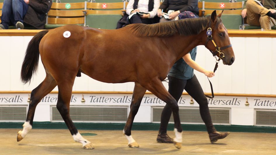 The son of Attraction bought by Godolphin (courtesy of www.tattersalls.com)