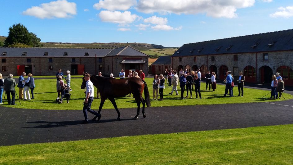 Horses parade at Rose Dobbin's open day