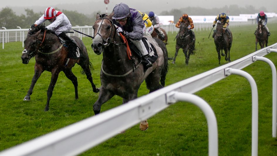 Havana Grey leads Invincible Army in the Molecomb