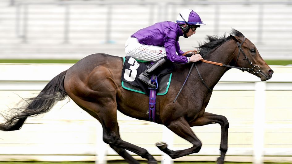 Go Bears Go - in frame for Railway Stakes