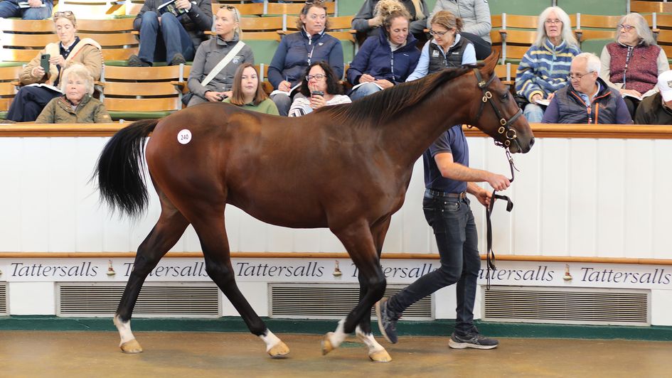 Lot 240, Blue Point half-brother to Battaash