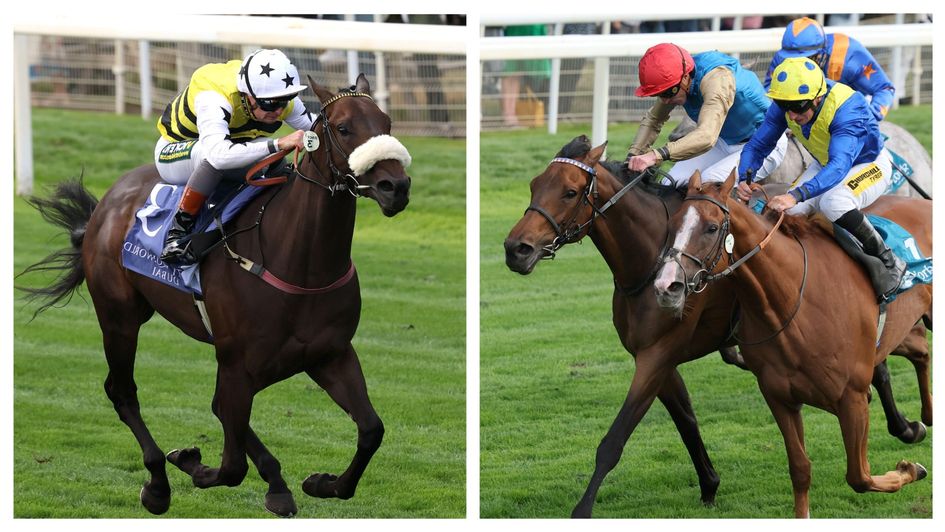 Arapaho Gold and French Duke (red cap) run this weekend
