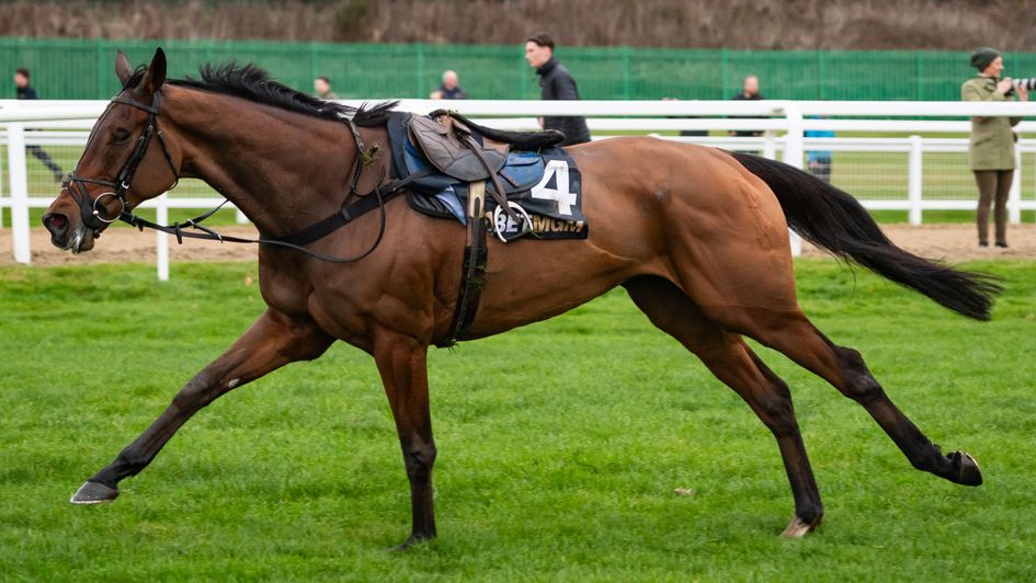 The New Lion runs away unscathed after his fall at Newcastle