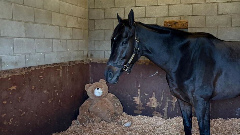 Ewok with Dorth Vader at Del Mar